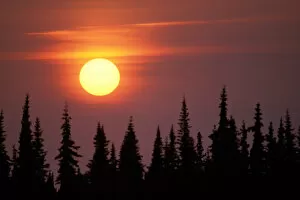 Images Dated 10th November 2005: sunset over black spruce trees, Kenai Peninsula, southcentral Alaska