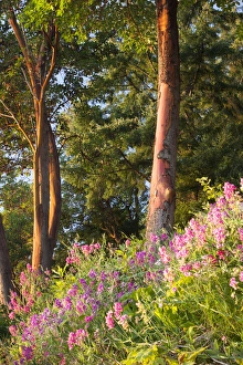 Natural Beauty Prints: Sunset colors on Lupines. Olympic Peninsula. Washington. USA