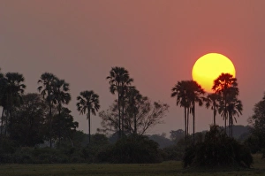 Images Dated 16th October 2005: Sunset over the Delta, Okavango Delta. BOTSWANA. Southern Africa