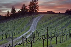 Vine Yard Prints: Sunset over dirt road through Hess Collection winerys Veeder Summit vineyard on Mt