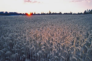 Sunset over a field of wheat with trees in the background, United States of America
