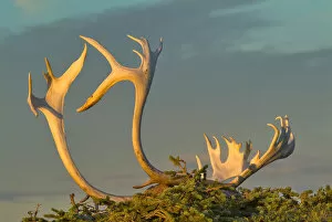 Images Dated 31st July 2005: Sunset illuminates Caribou antlers on the sandy ground, Northwest Territories, Canada