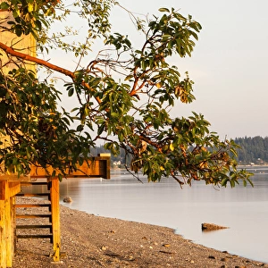 Natural Beauty Prints: Sunset light on beach. Olympic peninsula, Washington, US
