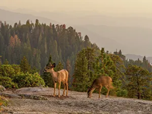 Rob Sheppard Prints: Sunset light on mule deer on Beetle Rock, Sequoia National Park, California
