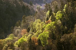 Images Dated 18th January 2024: Sunset light on valley from Morton Overlook