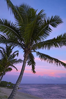 Paradise Prints: Sunset and palm tree, Coral Coast, Viti Levu, Fiji, South Pacific