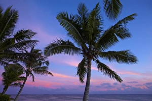 Images Dated 31st October 2011: Sunset and palm trees, Coral Coast, Viti Levu, Fiji, South Pacific