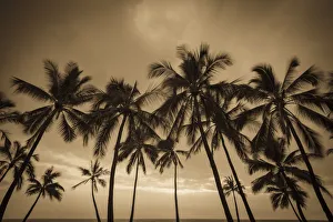Images Dated 22nd October 2013: Sunset through palm trees at Pu uhonua o Honaunau National Historical Park (City of Refuge)