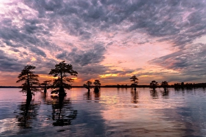 Images Dated 18th January 2024: Sunset and silhouetted bald cypress trees