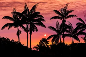Glow Prints: Sunset through silhouetted palm trees, Kona Coast, The Big Island, Hawaii