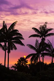 Images Dated 29th October 2012: Sunset through silhouetted palm trees, Kona Coast, The Big Island, Hawaii, USA