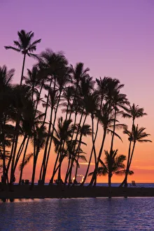 Waikoloa Prints: Sunset through silhouetted palms at Anaeho omalu Bay, Kohala Coast, Big Island