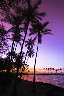 Images Dated 28th October 2013: Sunset through silhouetted palms at Anaeho omalu Bay, Kohala Coast, Big Island