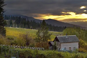 Images Dated 18th October 2005: Sunset sky over vineyards and historic log cabin with antique Ford pick up at Summerhill
