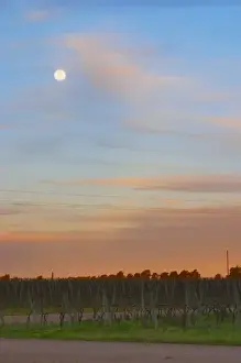 Canelones Prints: At sunset in the vineyard, the full moon is rising and the sky is a vibrant blue and orange