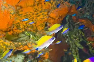 Barrier Reef Prints: Sunshinefish (Chromis insolata) Hol Chan Marine Preserve, Belize Barrier Reef-2nd