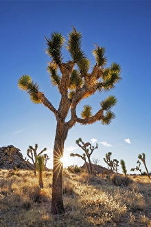 New Images March 2025 Part 2 Prints: Sunstar around Joshua Tree near sunset in Joshua Tree National Park, California, USA