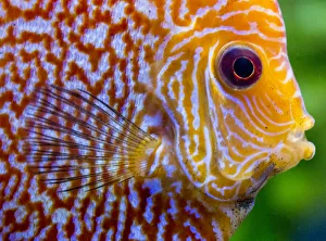 Super Pigeon Snakeskin Discus close-up, tropical freshwater fish