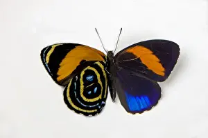 Bottom Prints: Superb Numberwing Butterfly, Callicore pastazza comparison of the underside and topside