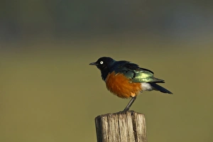 Images Dated 3rd September 2011: Superb Starling, Lake Nakuru National Park, Kenya, Africa