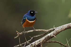 Images Dated 6th September 2011: Superb Starling, Samburu National Game Reserve, Kenya, Africa