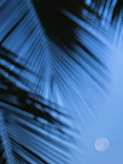 Images Dated 12th February 2017: Supermoon along Hawaiian coast. Miloli i beach, Hawaii