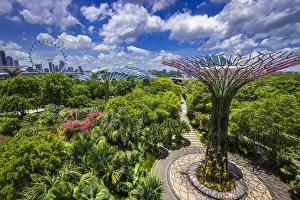 Singapore Prints: The Supertree Grove and downtown skyline from the OCBC Skyway at Gardens by the Bay