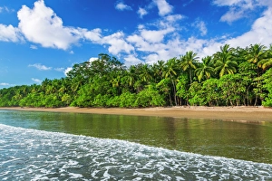 Prints of Surf and coconut palms at Playa Matapalo, Puntarenas Province, Costa Rica Images Dated 2024 October: Surf and coconut palms at Playa Matapalo, Puntarenas Province, Costa Rica