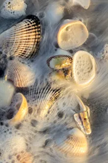 Images Dated 13th February 2018: Surf on seashells on Sanibel Island in Florida, USA