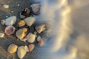 Images Dated 13th February 2018: Surf on seashells on Sanibel Island in Florida, USA
