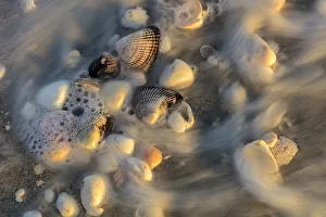 Images Dated 13th February 2018: Surf on seashells on Sanibel Island in Florida, USA