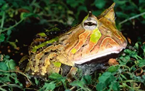 Surinam Prints: Surinam Horn Frog