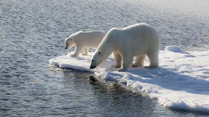 Family Prints: Svalbard. Mother and child Polar Bears