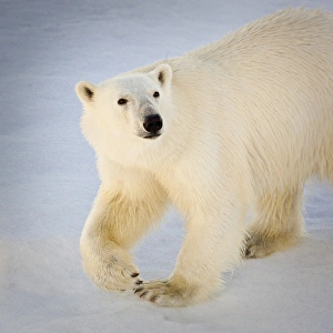Svalbard, Norway. Close-up of a Polar Bear walking
