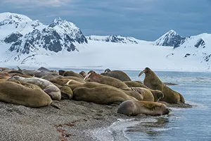 Colony Prints: Svalbard, Norway. Colony of Atlantic walrus on beach
