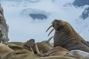Colony Prints: Svalbard, Norway. Colony of Atlantic walrus showing their tusks