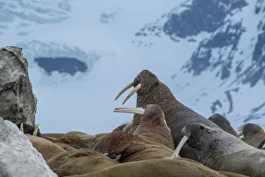 Colony Prints: Svalbard, Norway. Colony of Atlantic walrus showing their tusks
