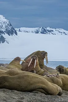 Colony Prints: Svalbard, Norway. Colony of Atlantic walrus sparring and showing their tusks