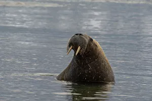 Images Dated 26th November 2023: Svalbard, Norway. Portrait of Atlantic walrus