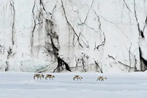 Reindeer Prints: Svalbard reindeer, Rangifer tarandus, walk along a glacier front. Svalbard, Norway