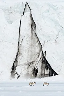 Reindeer Prints: Svalbard reindeer, Rangifer tarandus, walk along a glacier front. Svalbard, Norway