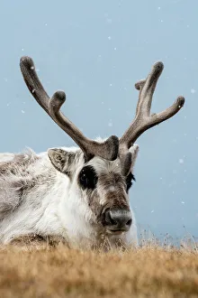 Snowing Prints: A Svalbard reindeer, Rangifer tarandus, in snowy tundra. Svalbard, Norway