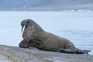 Powerful Prints: Svalbard, Spitsbergen, a one-tusked walrus hauls out onto the shore