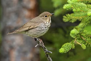 Thrush Prints: Swainson's thrush