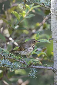 Swainsons Thrush (Catharus ustulatus) in Blue Atlas Cedar, Marion County, Illinois