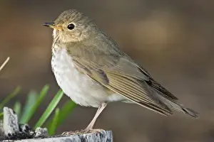 Thrush Prints: Swainsons Thrush (Catharus ustulatus) at South Padre Island World Birding Center