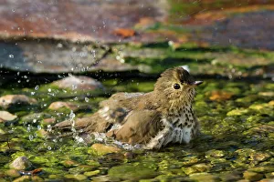 Bathing Prints: Swainsons Thrush (Catharus ustulatus) taking bath Marion Co. IL