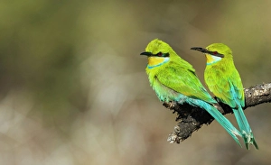 Images Dated 26th November 2023: Swallow-tailed bee-eater pair hanging out together in southern Africa