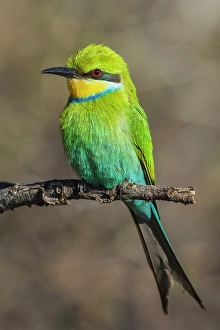Images Dated 26th November 2023: Swallow-tailed bee-eater posing in southern Africa