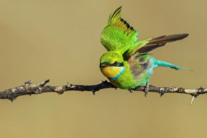 Images Dated 25th November 2023: Swallow-tailed bee-eater taking flight in southern Africa